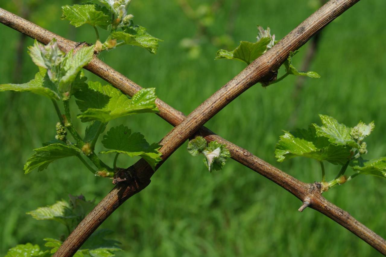 Weingut- Gaestezimmer Marko Лейтшах Екстериор снимка