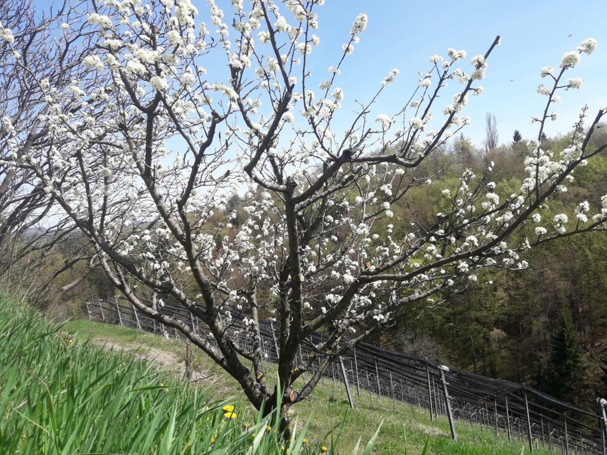Weingut- Gaestezimmer Marko Лейтшах Екстериор снимка